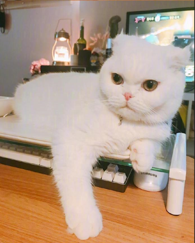 铲屎官日常吸猫图片_铲屎官快看过了