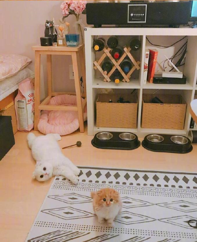 铲屎官日常吸猫图片_铲屎官快看过了