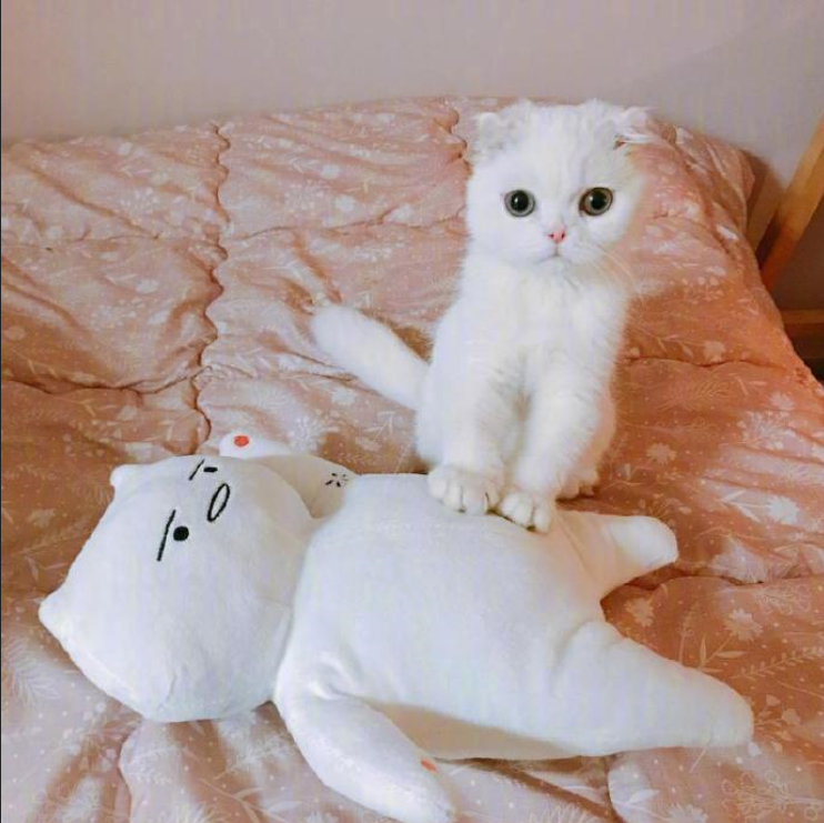 铲屎官日常吸猫图片_铲屎官快看过了
