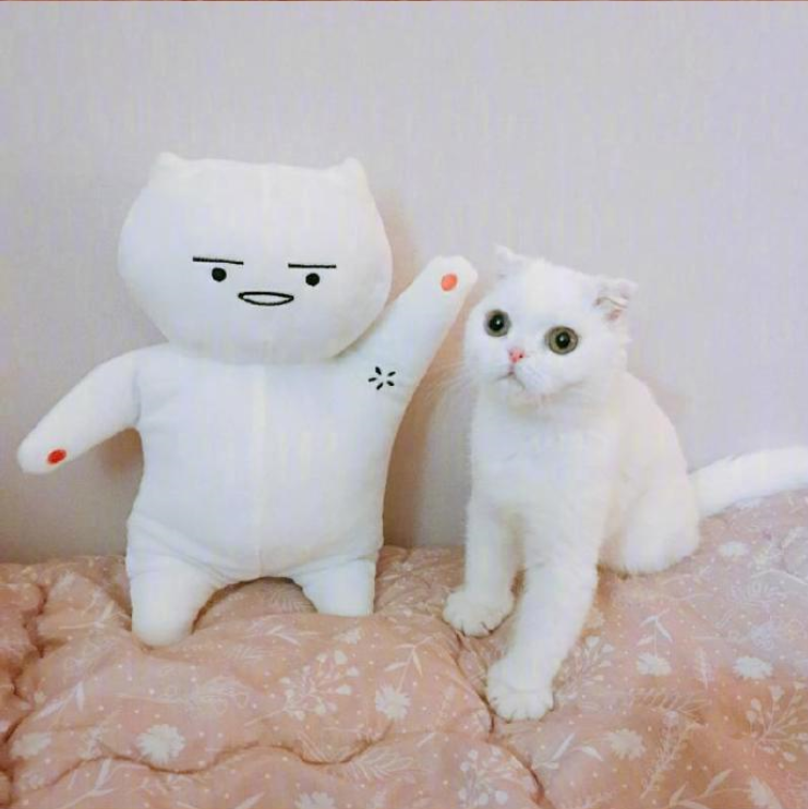 铲屎官日常吸猫图片_铲屎官快看过了