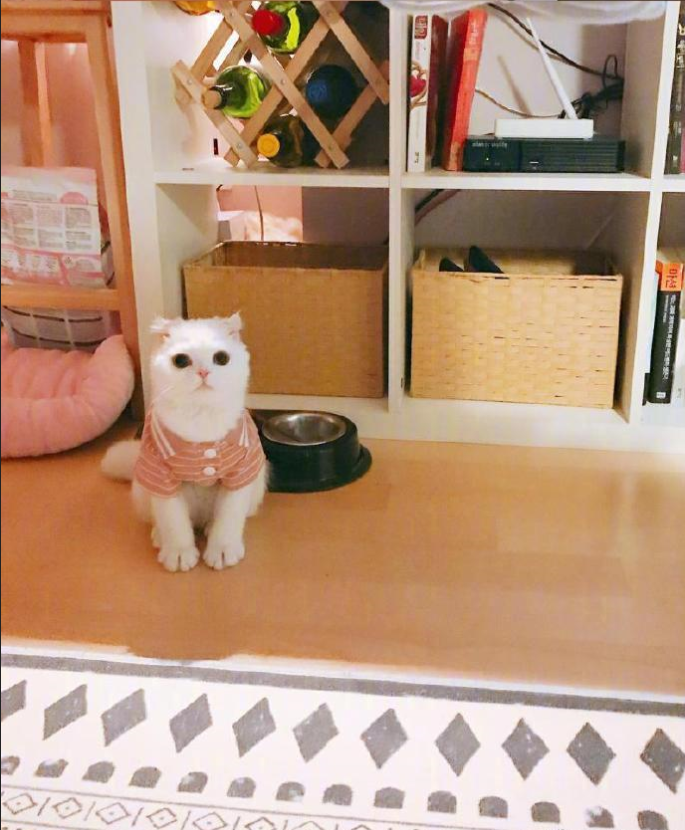 铲屎官日常吸猫图片_铲屎官快看过了