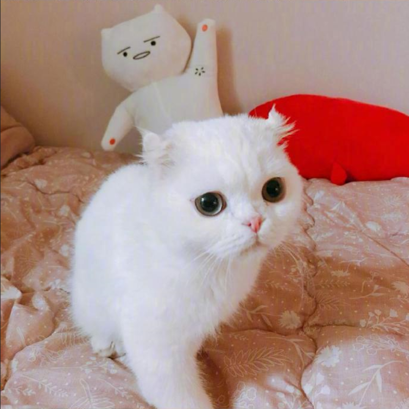 铲屎官日常吸猫图片_铲屎官快看过了