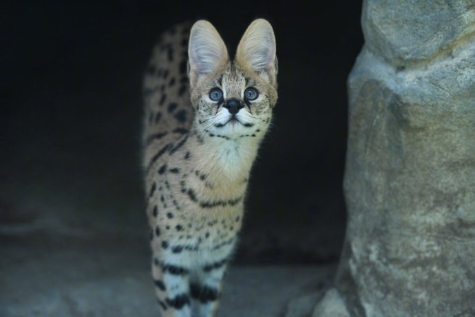 萌宠动物图片_可爱薮猫图片