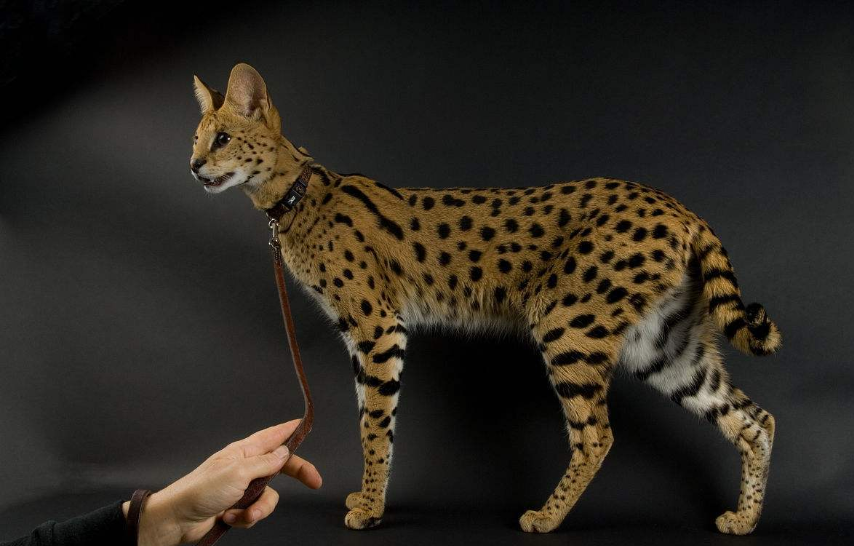 萌宠动物图片_可爱薮猫图片