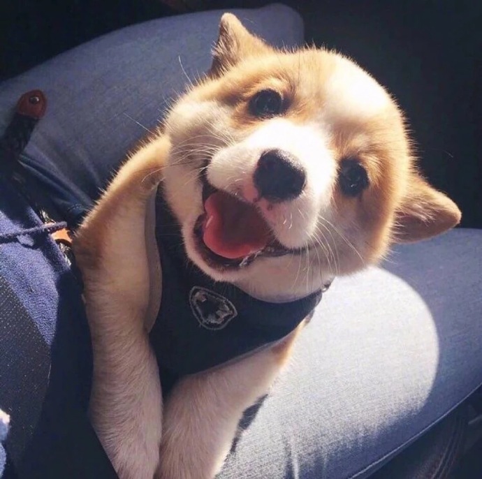 萌宠狗狗图片_小短腿柯基犬可爱图片