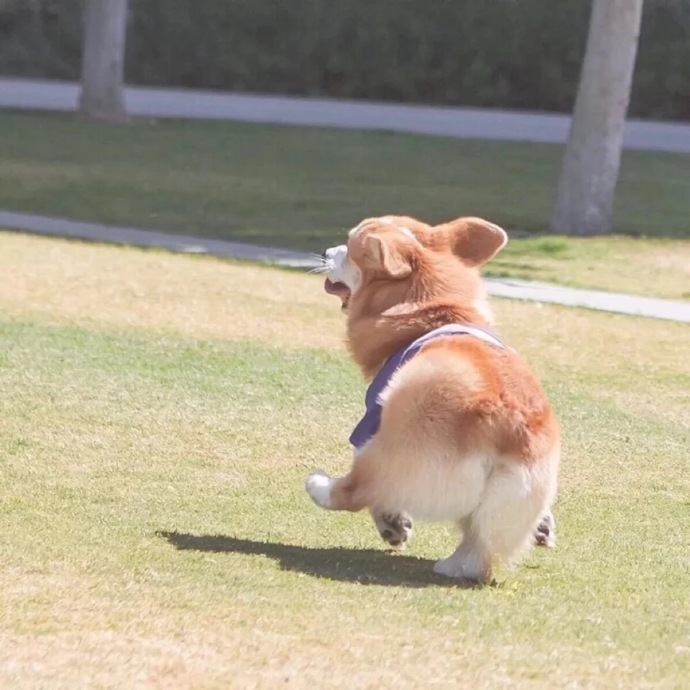萌宠狗狗图片_小短腿柯基犬可爱图片