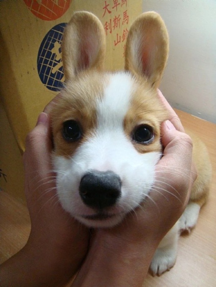 萌宠狗狗图片_小短腿柯基犬可爱图片