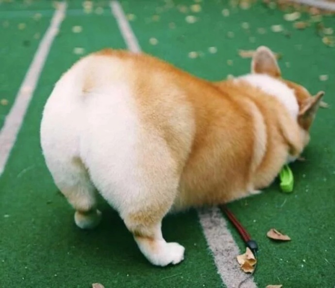 萌宠狗狗图片_小短腿柯基犬可爱图片