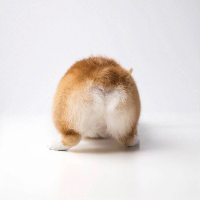 萌宠狗狗图片_小短腿柯基犬可爱图片