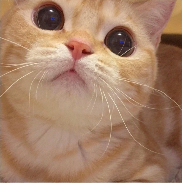 萌宠猫咪图片_小胖橘猫日常