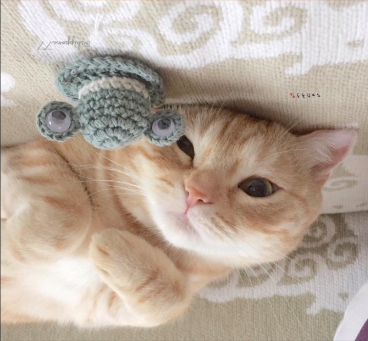 萌宠猫咪图片_小胖橘猫日常