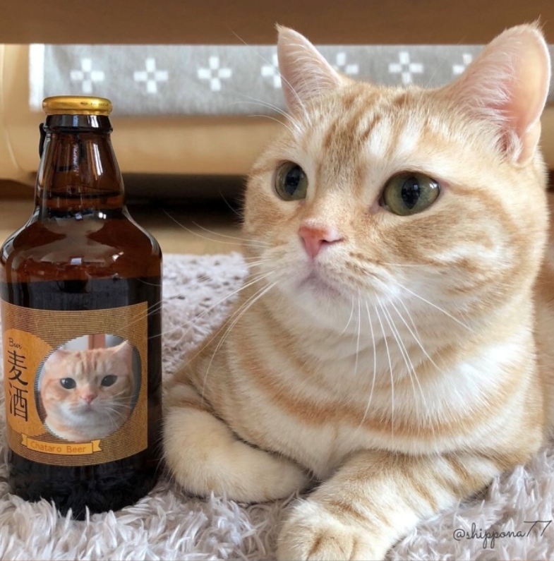 萌宠猫咪图片_小胖橘猫日常