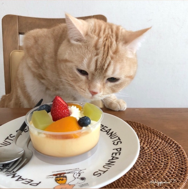萌宠猫咪图片_小胖橘猫日常