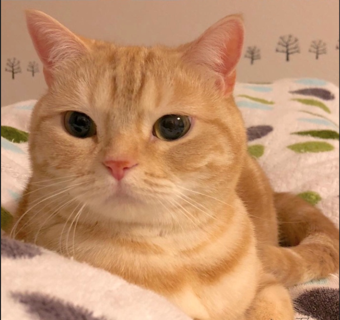 萌宠猫咪图片_小胖橘猫日常