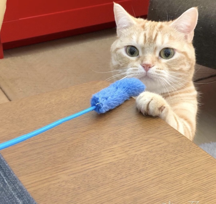 萌宠猫咪图片_小胖橘猫日常