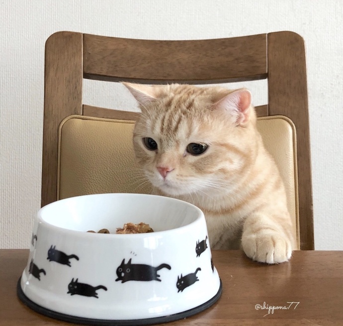 萌宠猫咪图片_小胖橘猫日常