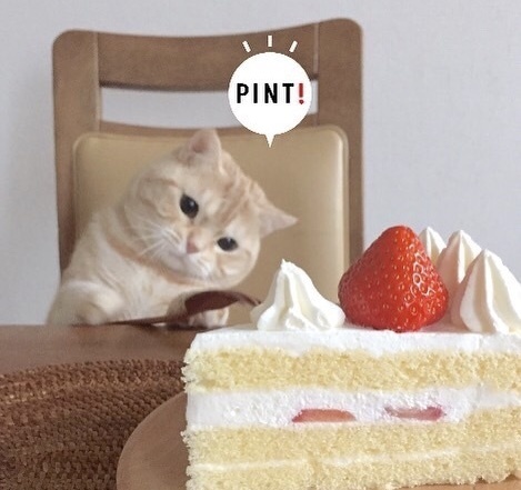 萌宠猫咪图片_小胖橘猫日常