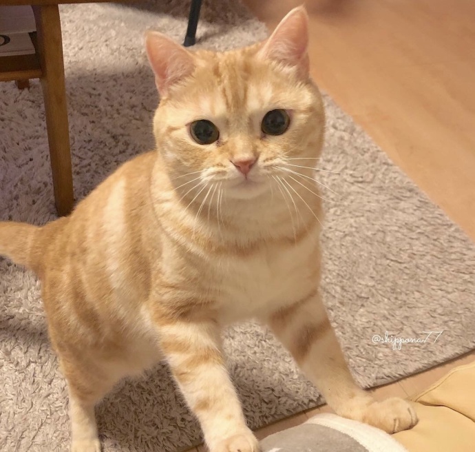 萌宠猫咪图片_小胖橘猫日常