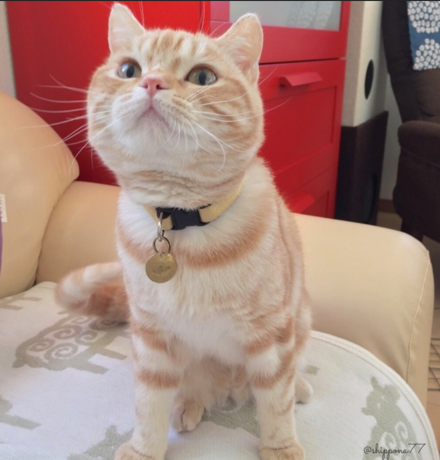 萌宠猫咪图片_小胖橘猫日常