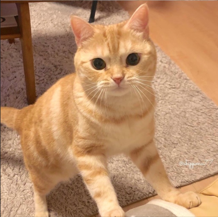 萌宠猫咪图片_小胖橘猫日常