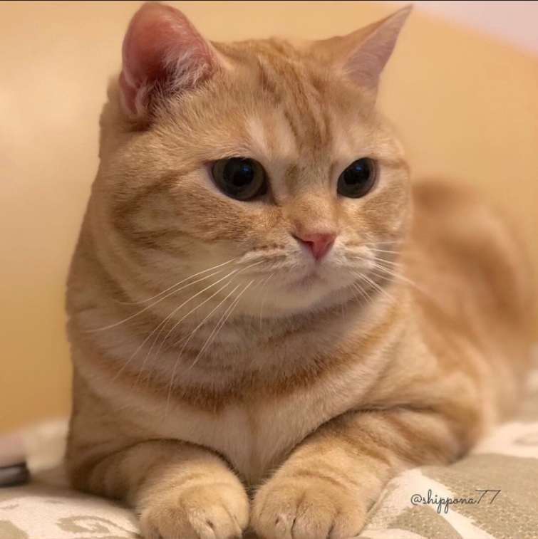 萌宠猫咪图片_小胖橘猫日常