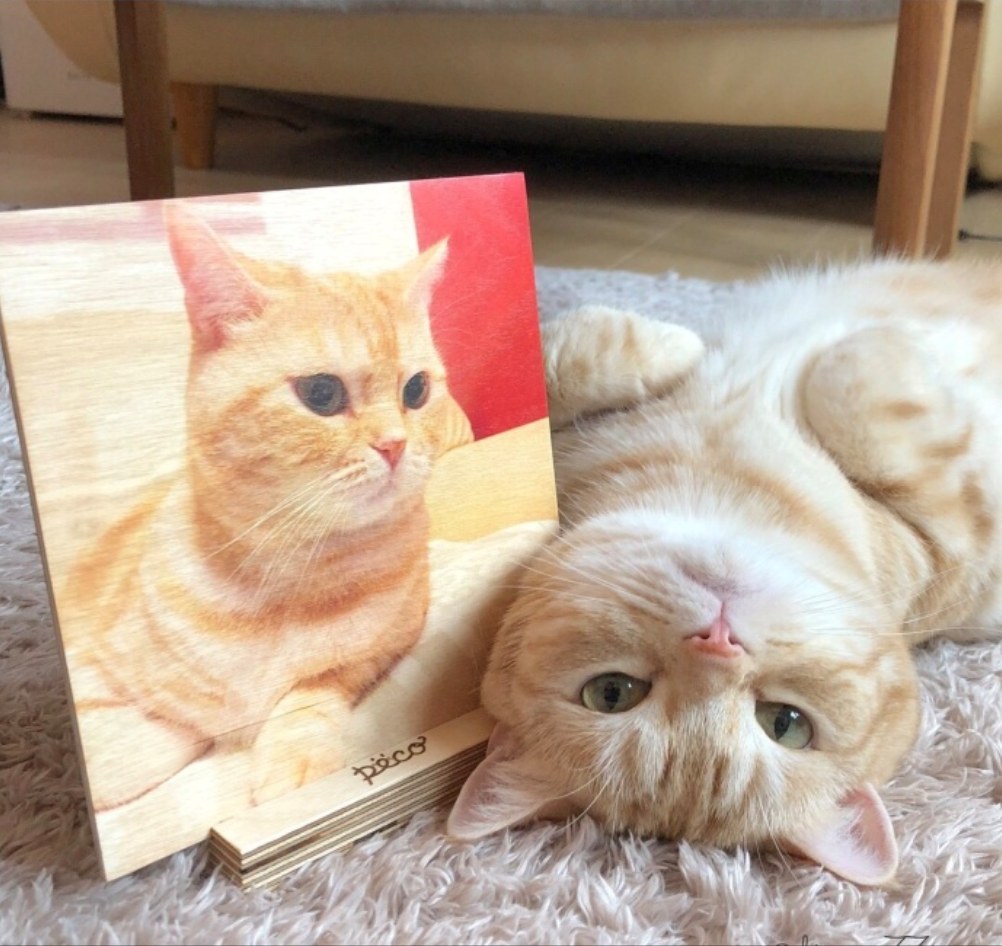 萌宠猫咪图片_小胖橘猫日常