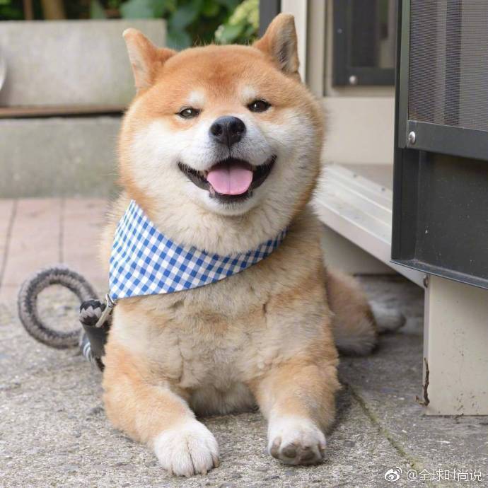 萌宠狗狗图片_有什么不开心的看看柴犬吐舌萌照