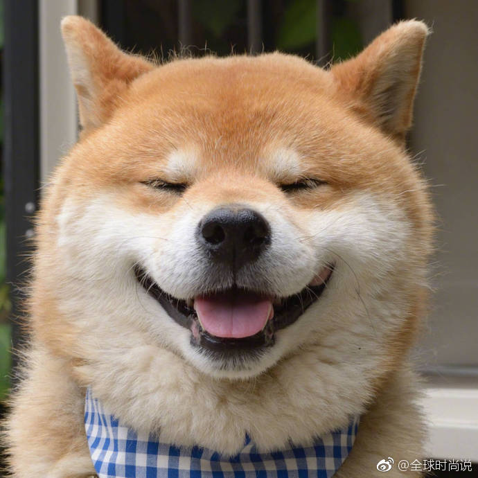 萌宠狗狗图片_有什么不开心的看看柴犬吐舌萌照