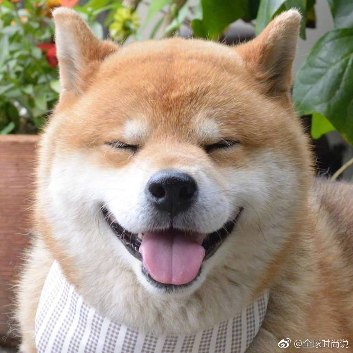 萌宠狗狗图片_有什么不开心的看看柴犬吐舌萌照