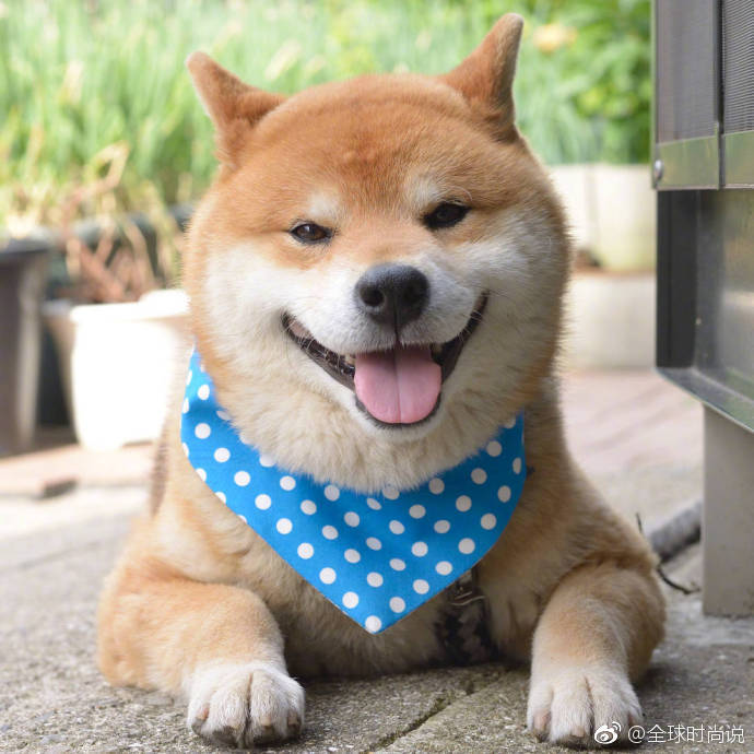 萌宠狗狗图片_有什么不开心的看看柴犬吐舌萌照