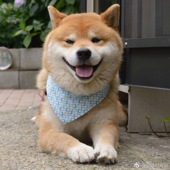 萌宠狗狗图片_有什么不开心的看看柴犬吐舌萌照