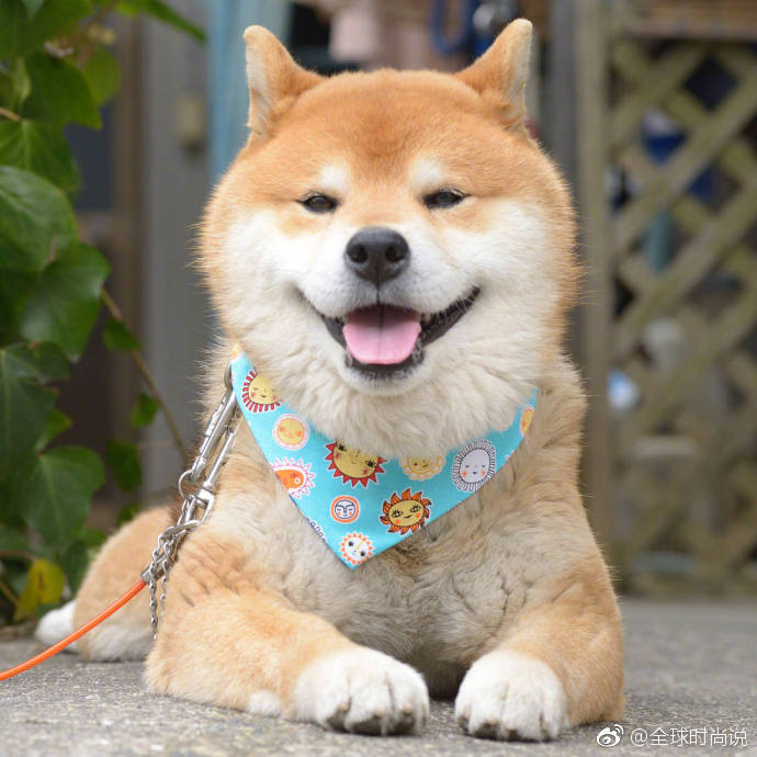 萌宠狗狗图片_有什么不开心的看看柴犬吐舌萌照