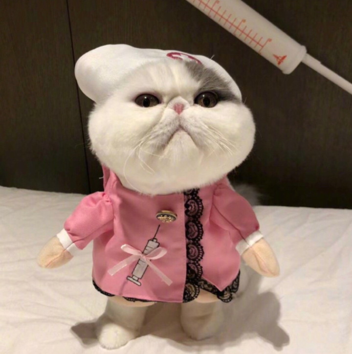 萌宠喵星人图片_养一只肥肥的加菲猫