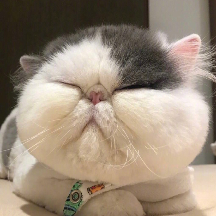 萌宠喵星人图片_养一只肥肥的加菲猫