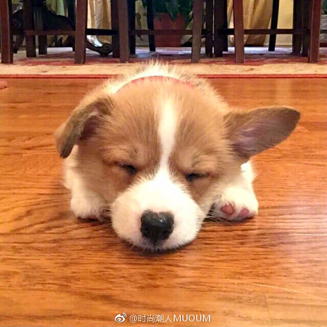 萌萌哒的小柯基犬图片