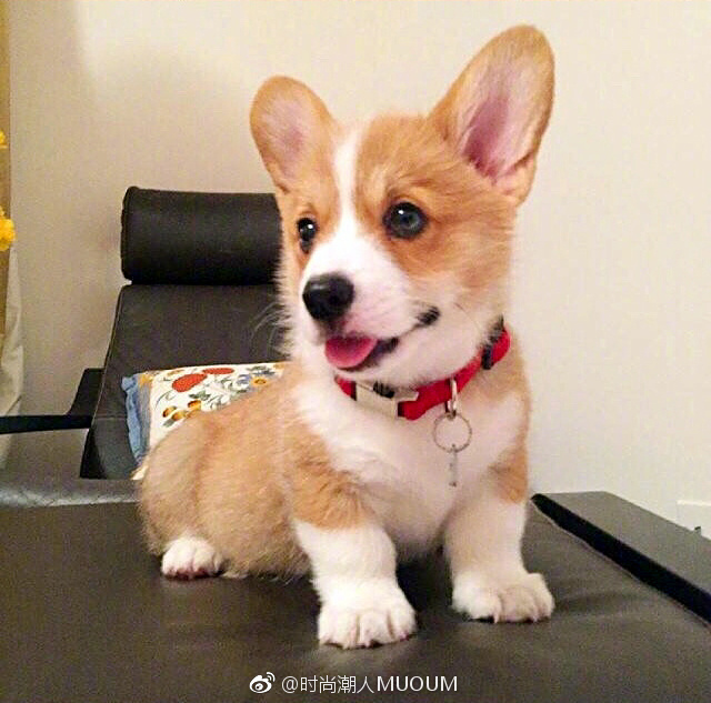 萌萌哒的小柯基犬图片
