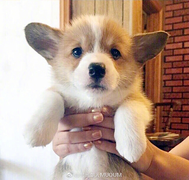 萌萌哒的小柯基犬图片