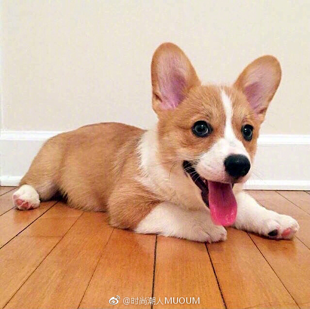 萌萌哒的小柯基犬图片