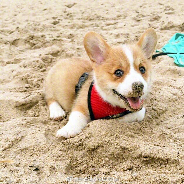 萌萌哒的小柯基犬图片