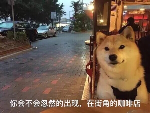祝单身狗七夕快乐,喜欢的狗不出现,出现的狗不喜