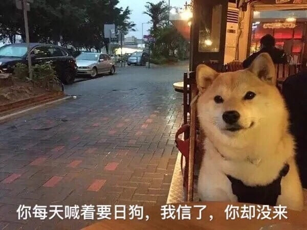 祝单身狗七夕快乐,喜欢的狗不出现,出现的狗不喜