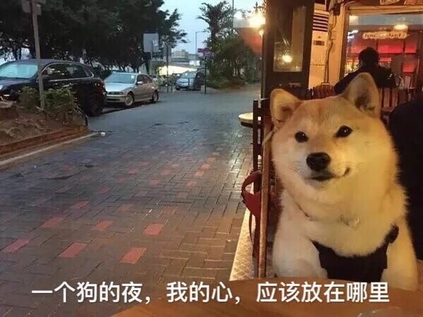 祝单身狗七夕快乐,喜欢的狗不出现,出现的狗不喜