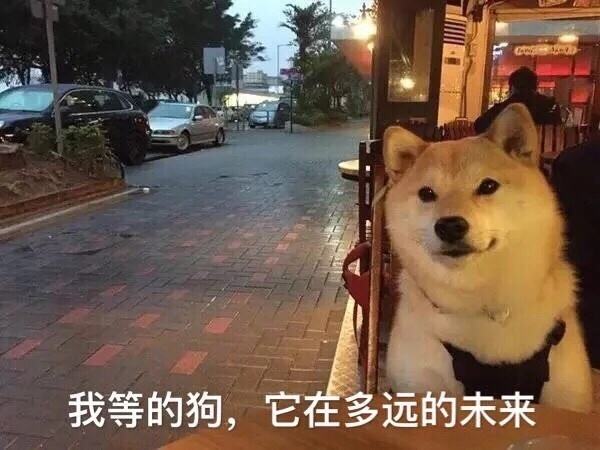 祝单身狗七夕快乐,喜欢的狗不出现,出现的狗不喜