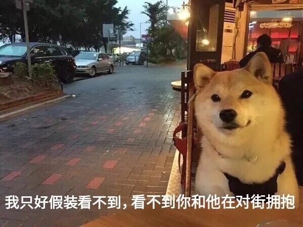 祝单身狗七夕快乐,喜欢的狗不出现,出现的狗不喜
