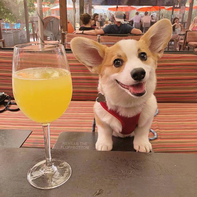 萌宠狗狗图片_短腿柯基犬图片