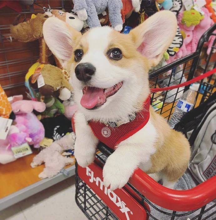 萌宠狗狗图片_短腿柯基犬图片