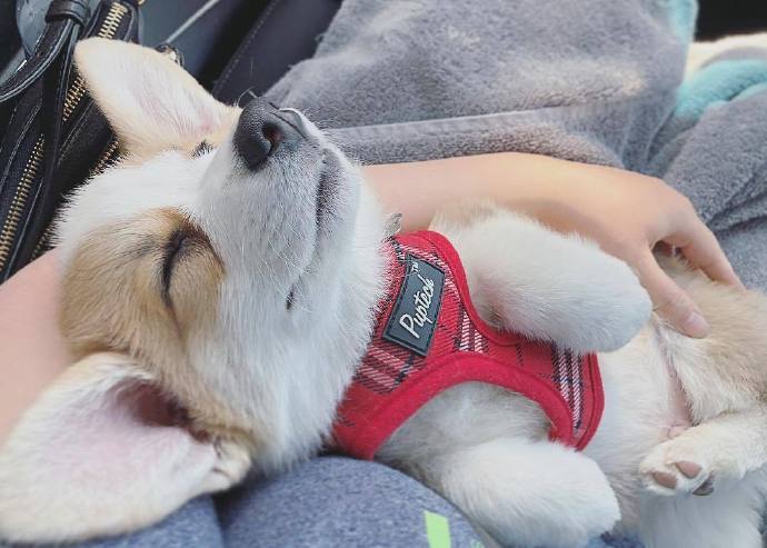 萌宠狗狗图片_短腿柯基犬图片