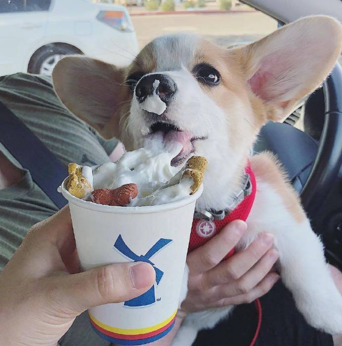 萌宠狗狗图片_短腿柯基犬图片