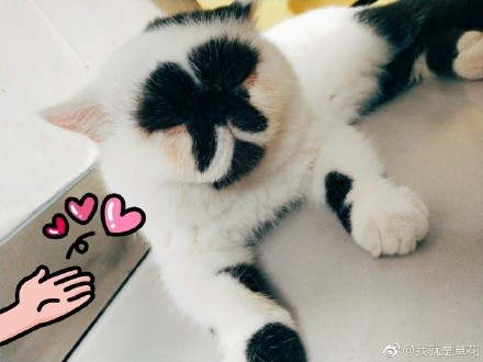萌宠喵星人图片_异短加菲猫咪图片