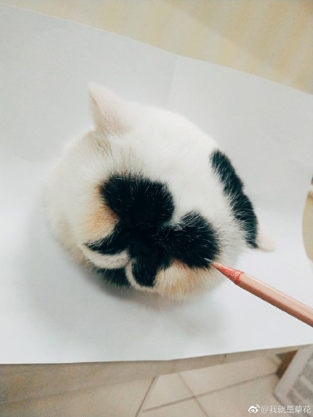 萌宠喵星人图片_异短加菲猫咪图片